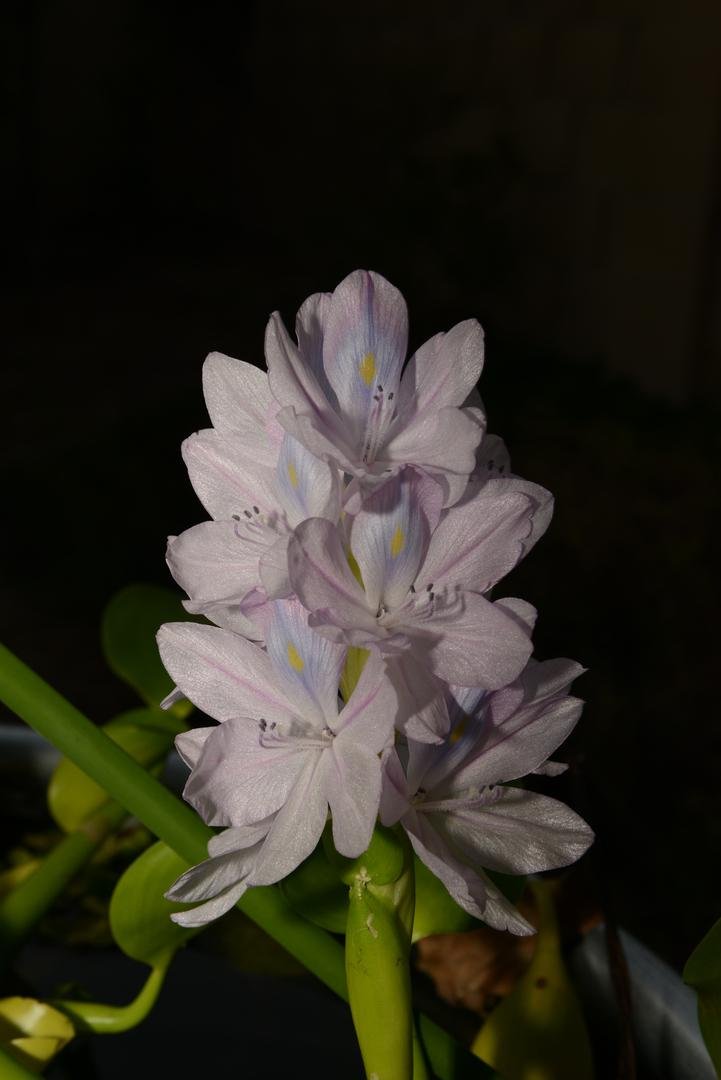 Concert Photography - Performer